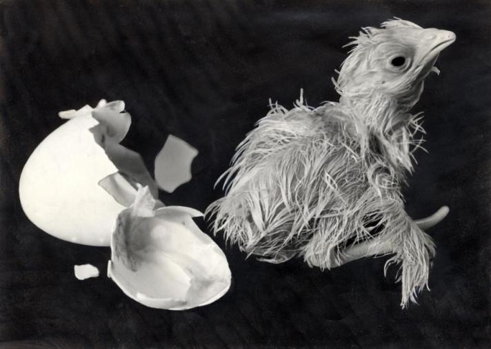 Kuikens. Een kuiken is zojuist uit zijn ei gebroken, trillend en hijgend na alle krachtinspanning, foto: 1936.